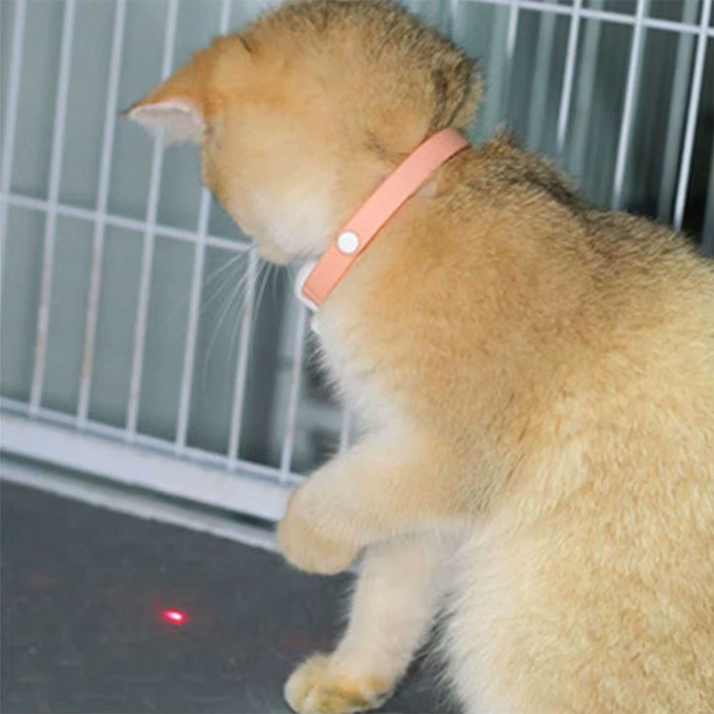 Collier Laser LED un Jouet Interactif pour Chat – سوار ليزر للقطط