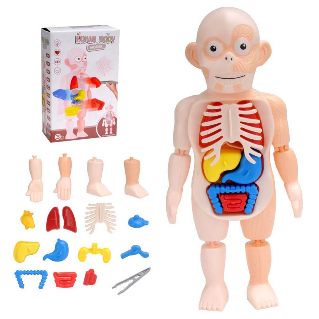 Jouet Enfant Modèle Anatomique de Torse Humain – لعبة أطفال لنموذج تشريحي لجذع الإنسان تنزوت